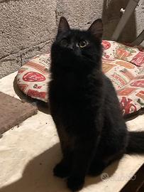 Gattini