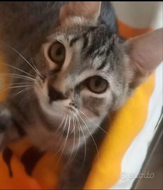Gattini amorevoli