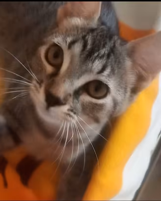 Gattini amorevoli