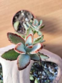 kalanchoe tomentosa