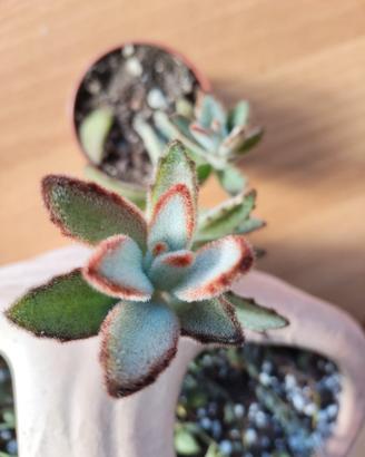 kalanchoe tomentosa