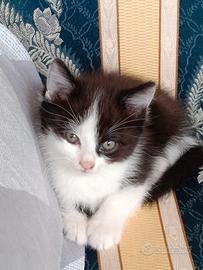 Gattini