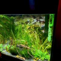 Acquario 44 litri completo di tutto