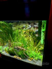 Acquario 44 litri completo di tutto