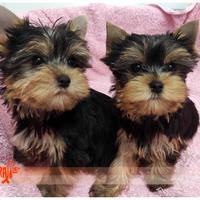 Cuccioli di YORKSHIRE TERRIER