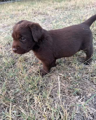 Labrador Retriver femminuccie