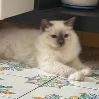 Cucciolo di Gatto sacro di Birmania con pedigree