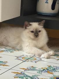 Cucciolo di Gatto sacro di Birmania con pedigree