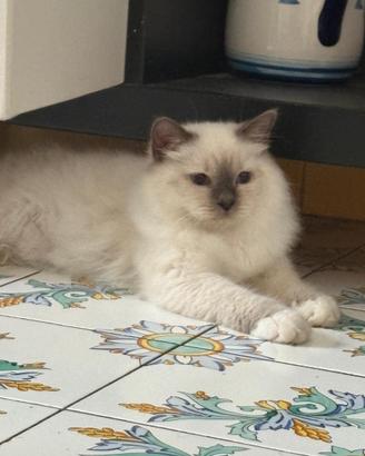 Cucciolo di Gatto sacro di Birmania con pedigree