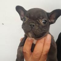 Bulldog francese black