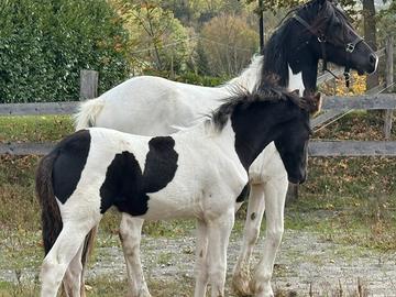 Fattrice barock pinto ( frisone x kwpn)