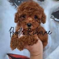 Barboncini mini mini toy