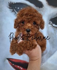 Barboncini mini mini toy