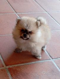 Volpino Pomerania