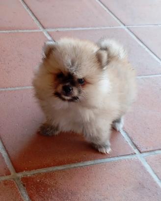 Volpino Pomerania