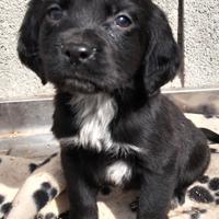 Cucciola bracco cocker