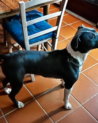 Amstaff