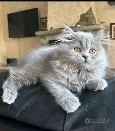 Gattini persiani