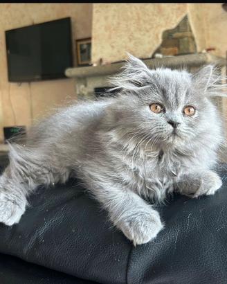 Gattini persiani
