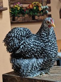 Galline Cocincine nane