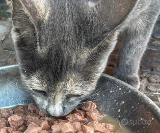 Gattina nata a maggio 2026
