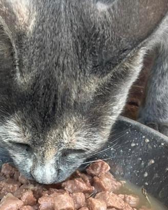 Gattina nata a maggio 2026