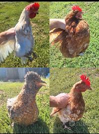 Galline pronte x le uova!!! 5 galline in blocco,