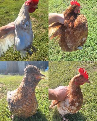 Galline pronte x le uova!!! 5 galline in blocco,
