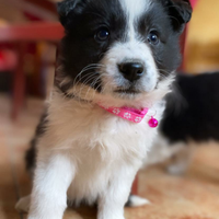 Cuccioli di Border collie