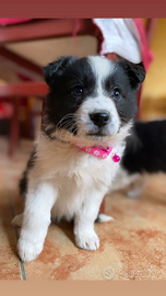 Cuccioli di Border collie