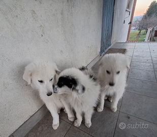 Cuccioli di maremmano