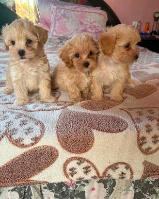 Maltipoo taglia piccola
