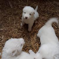 Cuccioli pastore maremmano