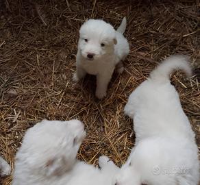 Cuccioli pastore maremmano