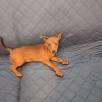 Cuccioli Pinscher nano