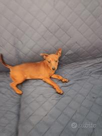 Cuccioli Pinscher nano