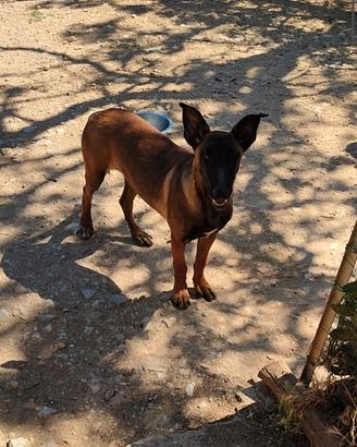 Cucciola Pastore Belga Malinois recupero spese