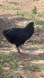 Galli giovani ornamentali