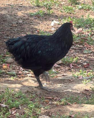 Galli giovani ornamentali