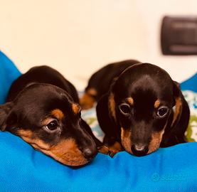 Bassotti allevati da noi