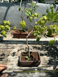 Bonsai  acero montano spedizione gratuita