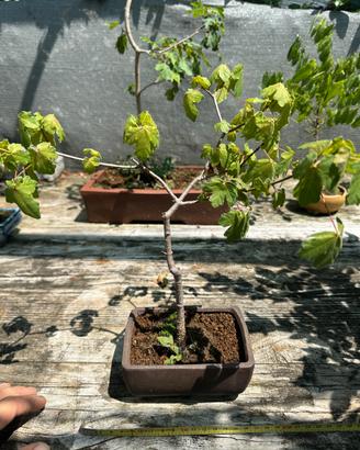 Bonsai  acero montano spedizione gratuita