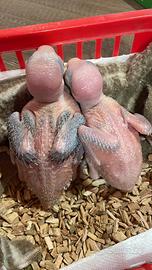 Pulli parrocchetto dal collare blu