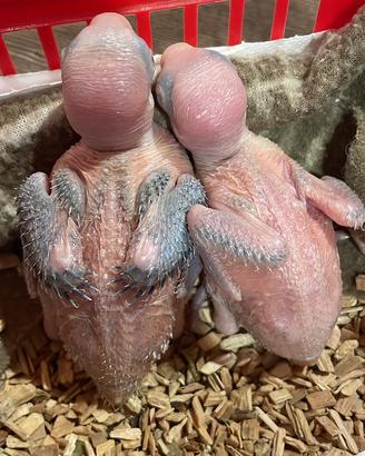 Pulli parrocchetto dal collare blu