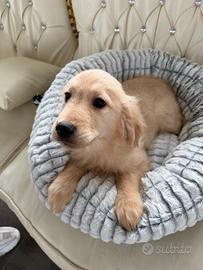 Golden retriver