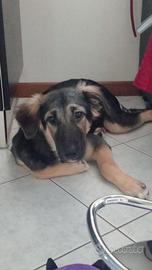 Cagnoline