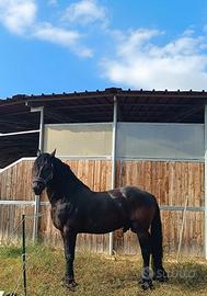 Cavallo frisone stallone