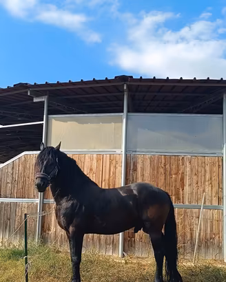 Cavallo frisone stallone