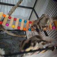 Petauro dello zucchero baby maschio