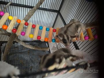 Petauro dello zucchero baby maschio